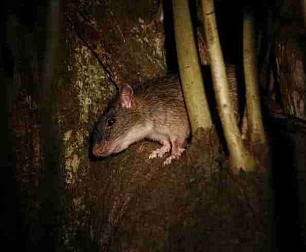White tailed tree rat