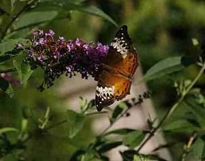 Orange butterfly