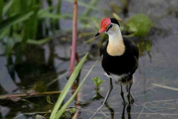 Jacana with chick under his wing