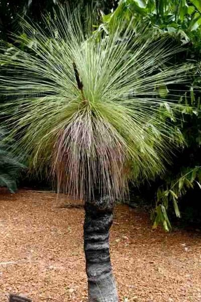 Grass Palm