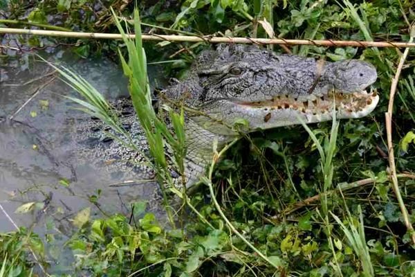 Mother croc defending her nest