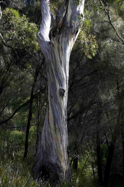 Eucalyptus bark 2