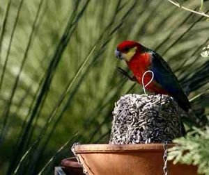Rosella parrot