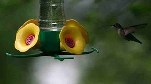 Humming bird at Nectar Feeder