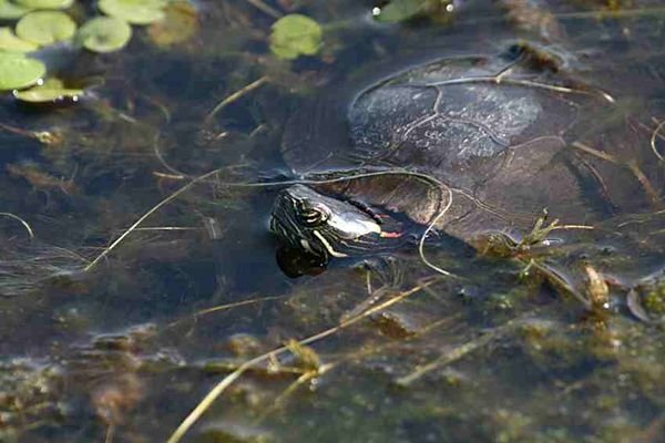 Turtle in reed bed