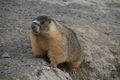 Marmot in park at Kamloops