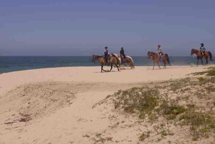 Horses on Half Moon Bay beach