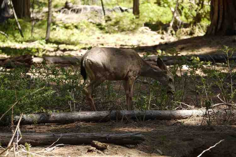 Mule Deer in Mariposa Grove