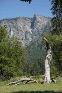 Dead tree in Yosemite Village