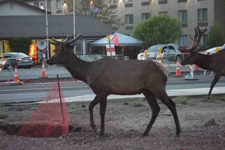 Elk at Hotel