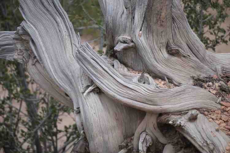 Weathered tree trunk