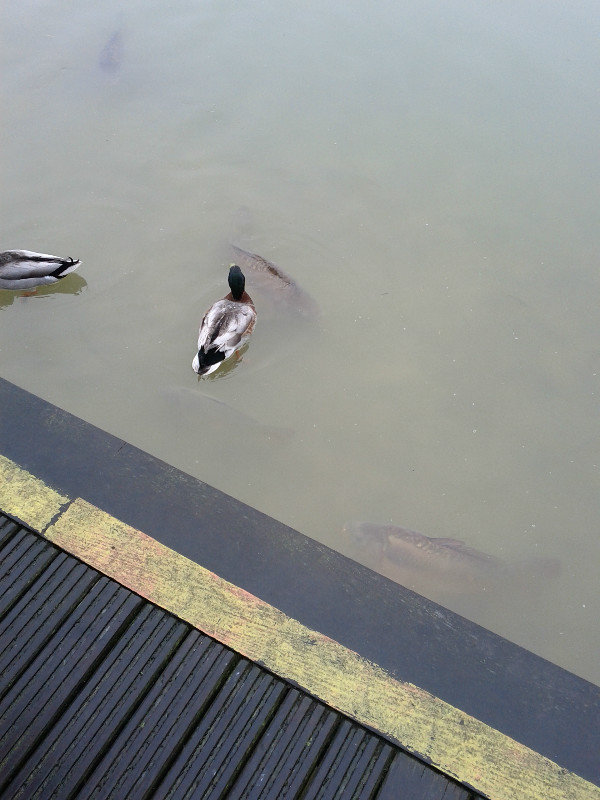 Enormous carp and their duck friends