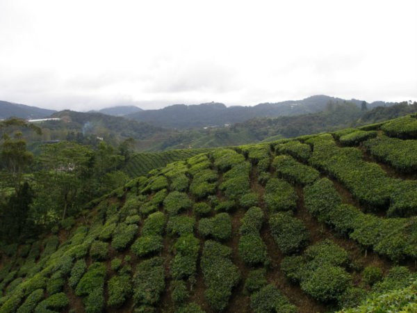 View of tea plantations 2