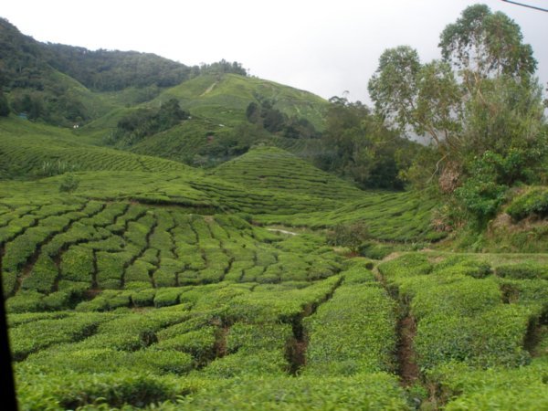 View of tea plantations 3