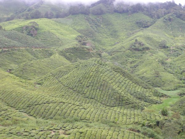 View of tea plantations 4