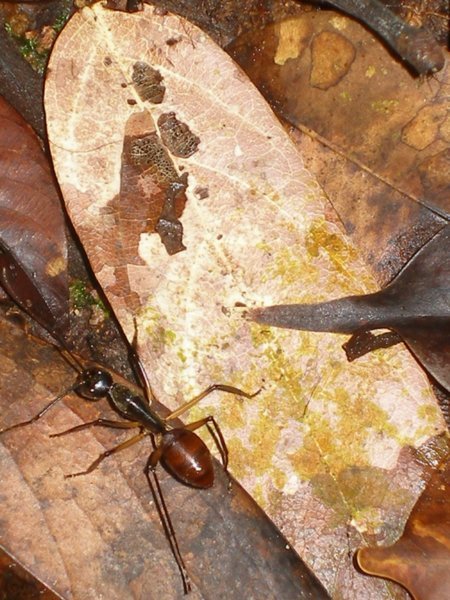 Giant Ant 2