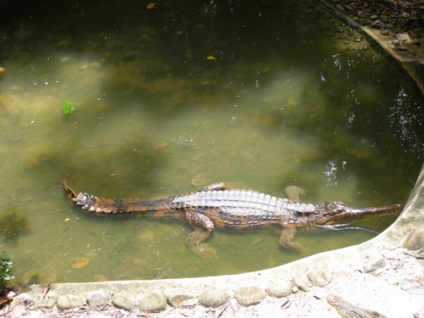 Narrow snouted crocodile