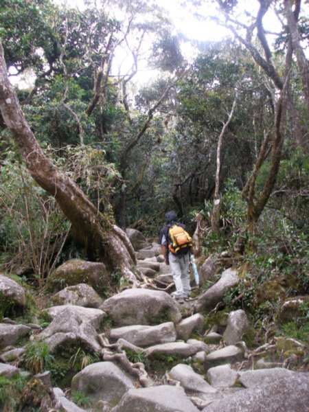 Mt Kinabalu (6)