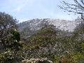 Mt Kinabalu (7)