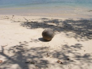 Coconut on beach at Mamutik