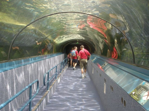 Sydney Aquarium (2)