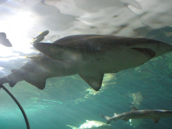 Sydney Aquarium (3)