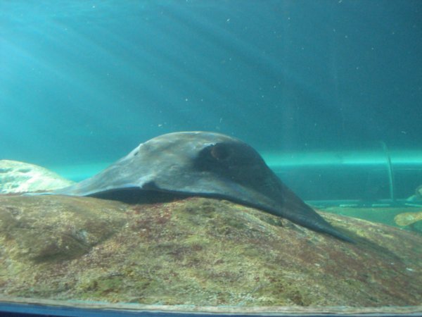 Sydney Aquarium (4)
