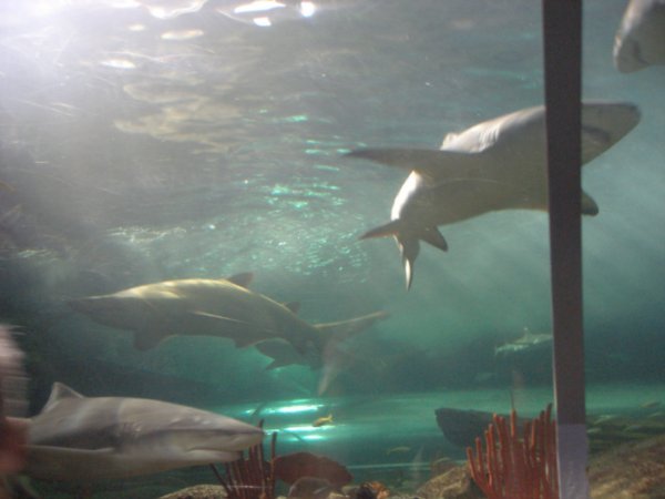Sydney Aquarium (5)