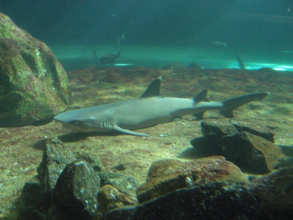 Sydney Aquarium (7)