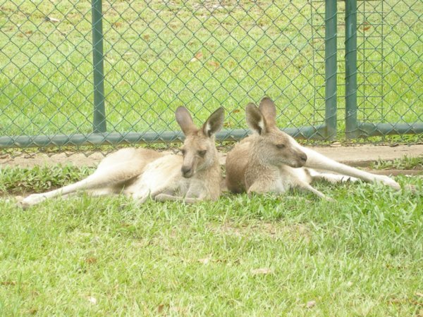 Australia Zoo (5)
