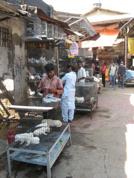 Pet market