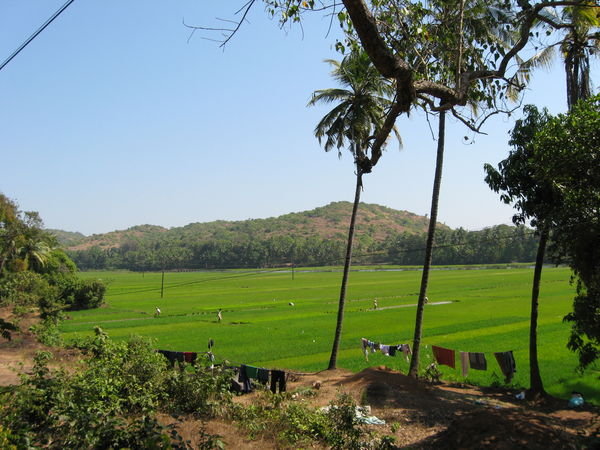 Green field on the way to Pernem