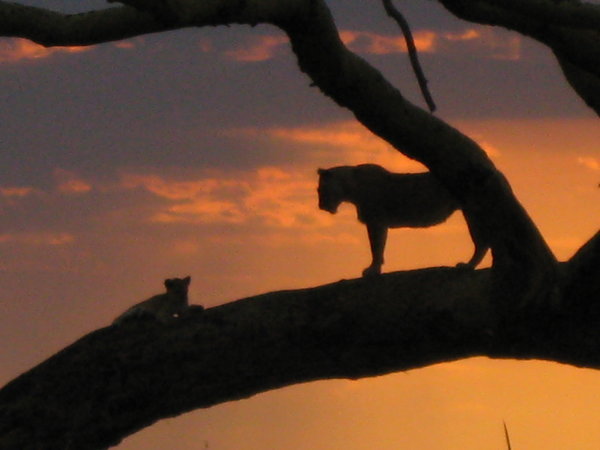 Sunset in Tanzania