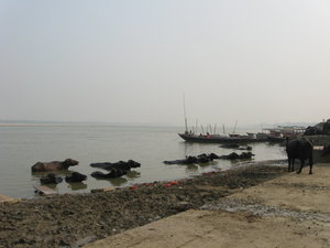 Buffalos in the Ganges