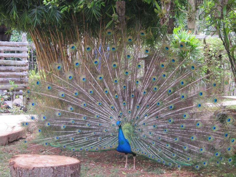 Peacock in Jovellanos