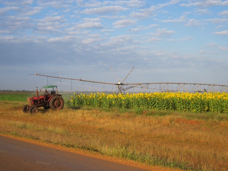 Beautiful sunflower field near Playa Giron