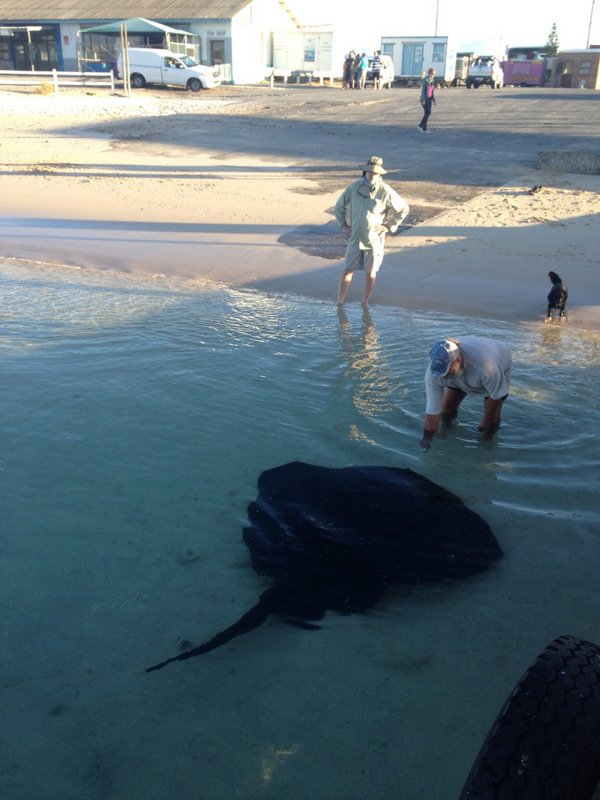 huge stingray at the harbour