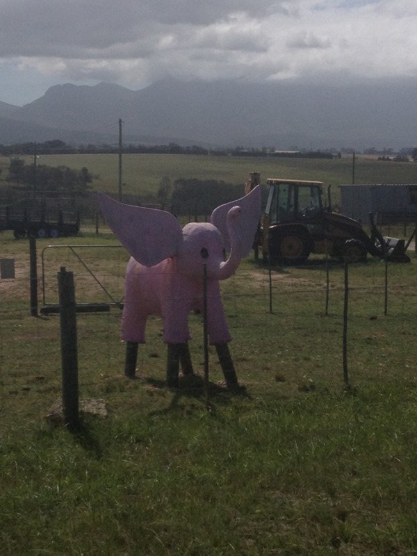 it was so hot I started seeing pink elephants