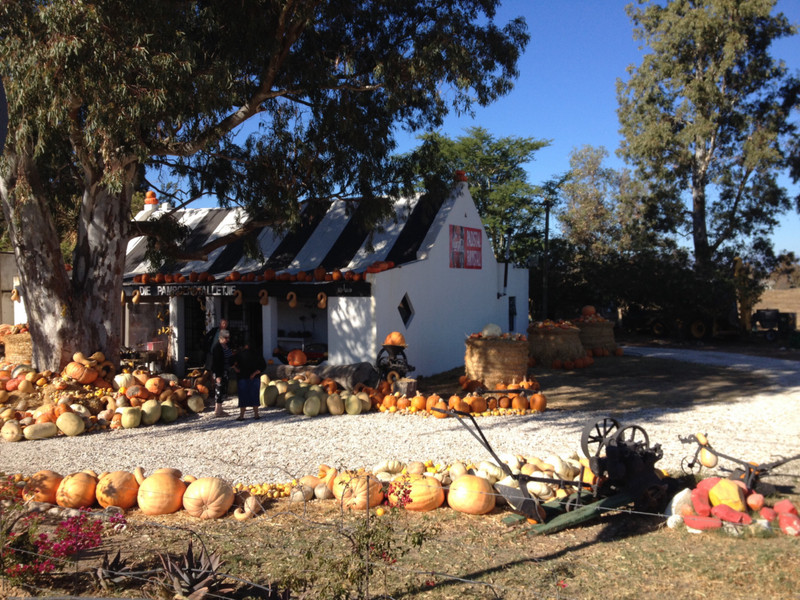 pumpkin shop on the side of the road