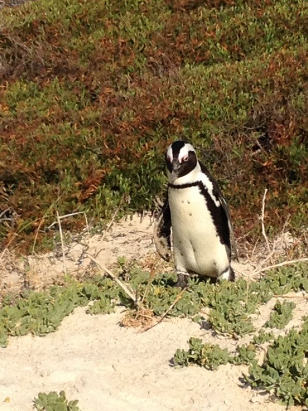 cute (but smelly) penguin