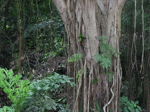Jungle de Singapore