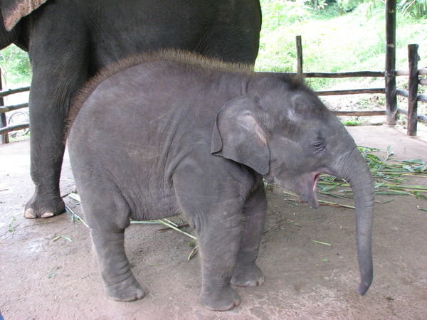 Bébé éléphant, Chiang Mai