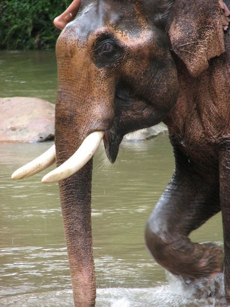 éléphant en train de se baigner, Chianf Mai