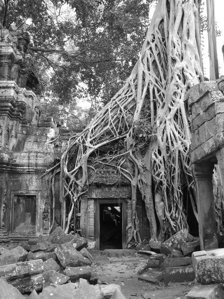 Les racines prennent le dessus sur les temples