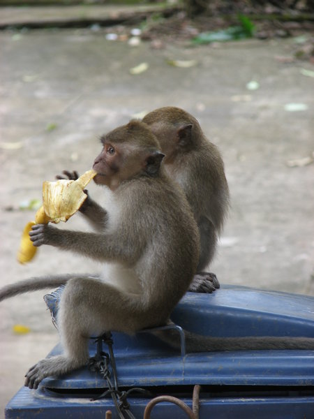 Singe qui mange sa banane