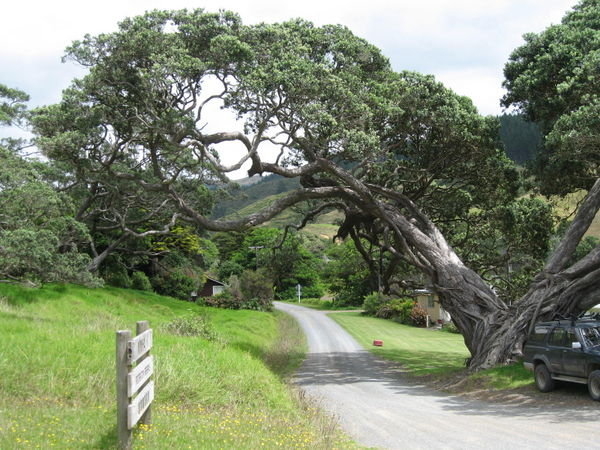 Tree North Coast