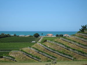 Winery - Hawks Bay