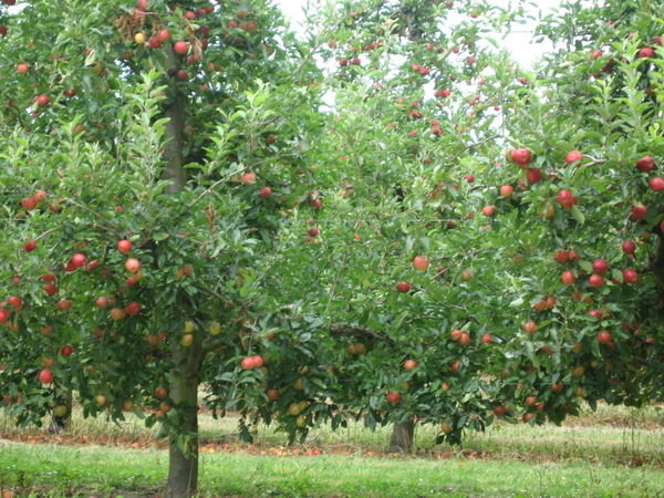 Apple Trees-Hawks Bay