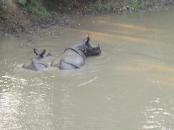 Rhynos at Royal Chitwan National Park