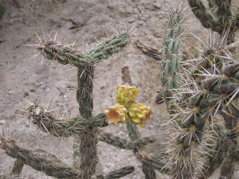 Winter cacti
